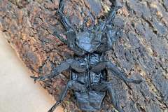 Stag-Beetle-HP
