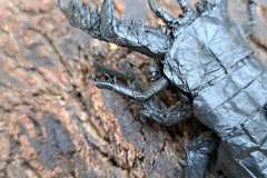Stag-Beetle-HP