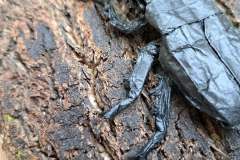 Stag-Beetle-HP