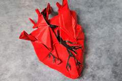 anatomic-heart-front