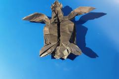 Turtle_v1-belly