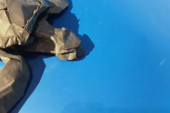 Turtle_v1-head
