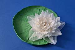 Water_Lily_v1-11