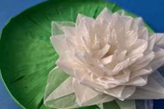 Water_Lily_v1-13