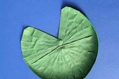 Water_Lily_v1-14